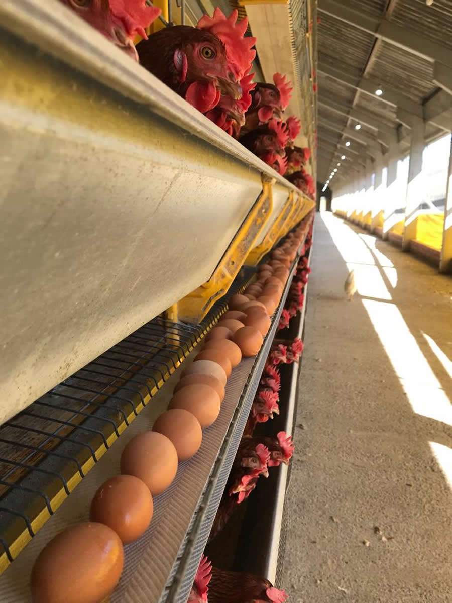 AUSTER-Suplementacao-nutricional-eficiente-ajuda-producao-de-ovos-por-mais-tempo-sem-perda-da-qualidade-foto-divulgacao-auster