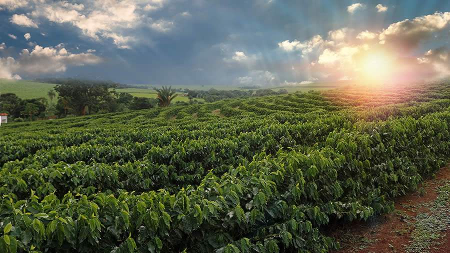 O incremento da produtividade com a utilização de biológicos na cafeicultura