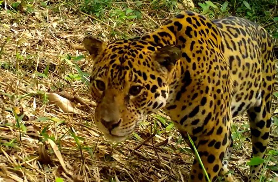 Monitoramento permite acompanhar trajetória e alguns comportamentos das onças-pintadas. | Imagem: Programa Grandes Mamíferos da Serra do Mar/Fundação Grupo Boticário