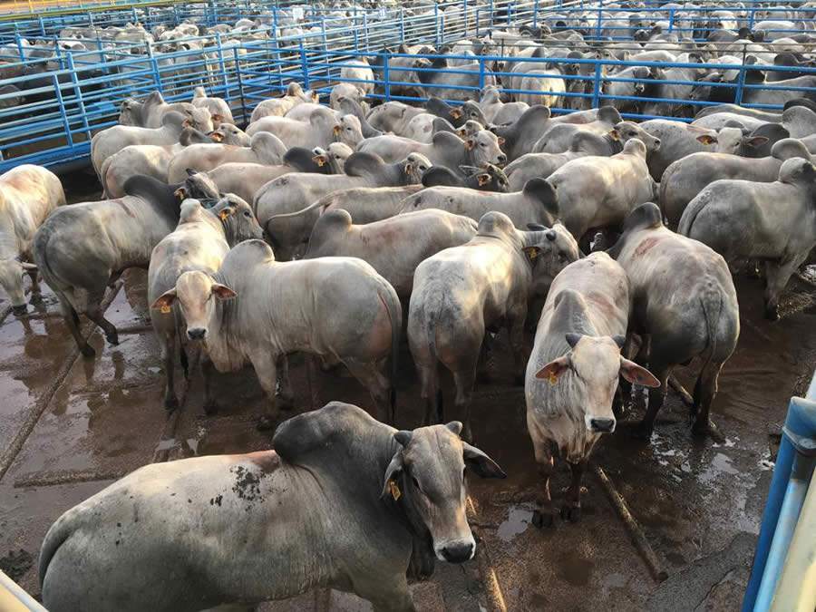 Crédito : Divulgação