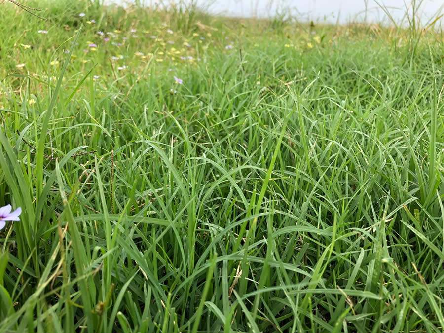 Cynodon dactylon promove praticidade e menor custo de implanta&ccedil;&atilde;o em propriedade no interior de S&atilde;o Paulo