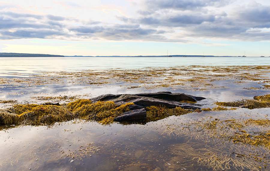ACADIAN-Biossolucoes-alternativas-sustentaveis-para-agricultores-enfrentarem-com-sucesso-mudancas-climaticas-Credito-shutterstock