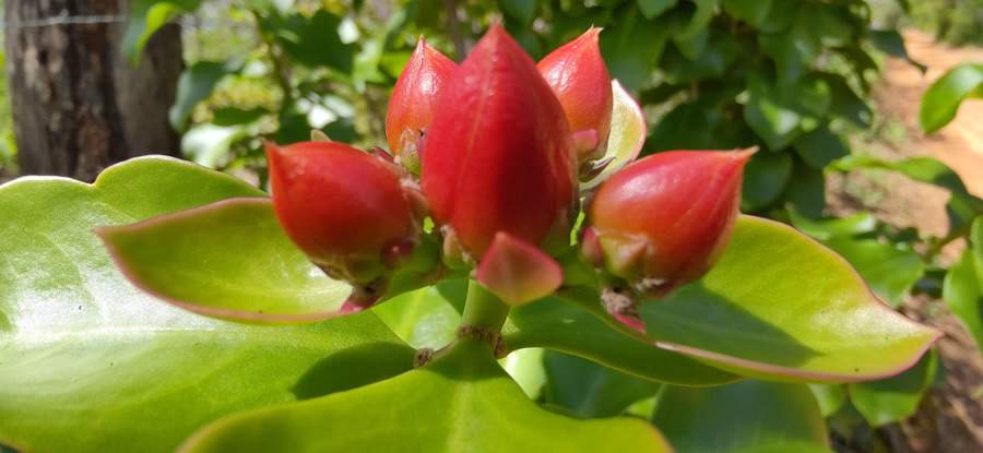 Quiabento, arbusto t&iacute;pico da Caatinga - Foto: Pixabay