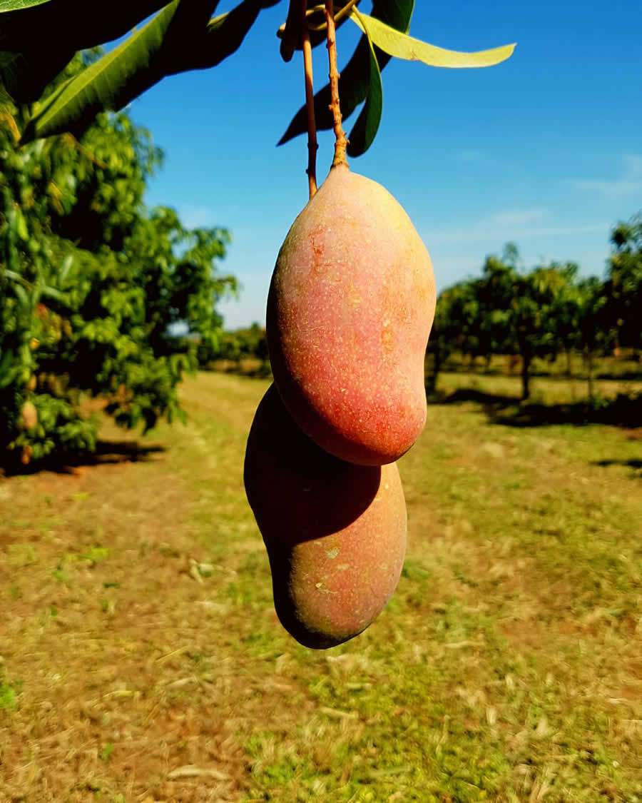 Condicionador de solo da Fertiláqua aumenta eficiência do Paclobutrazol (PBZ) na cultura da manga