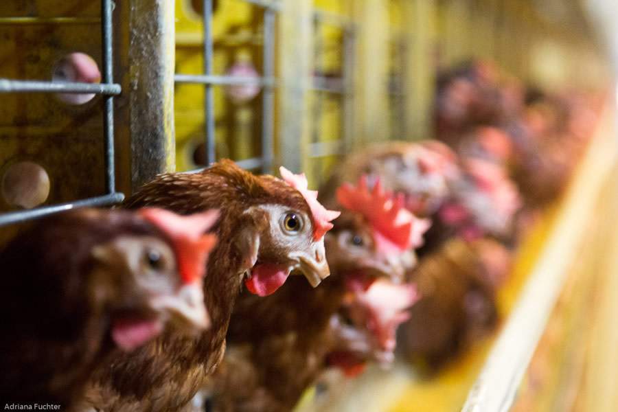 galinhas-poedeiras-foto-credito-flickr