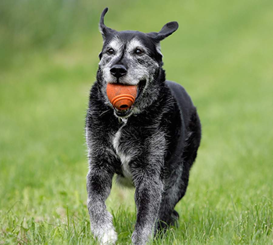Pets idosos precisam de cuidados especiais para a sa&uacute;de das articula&ccedil;&otilde;es