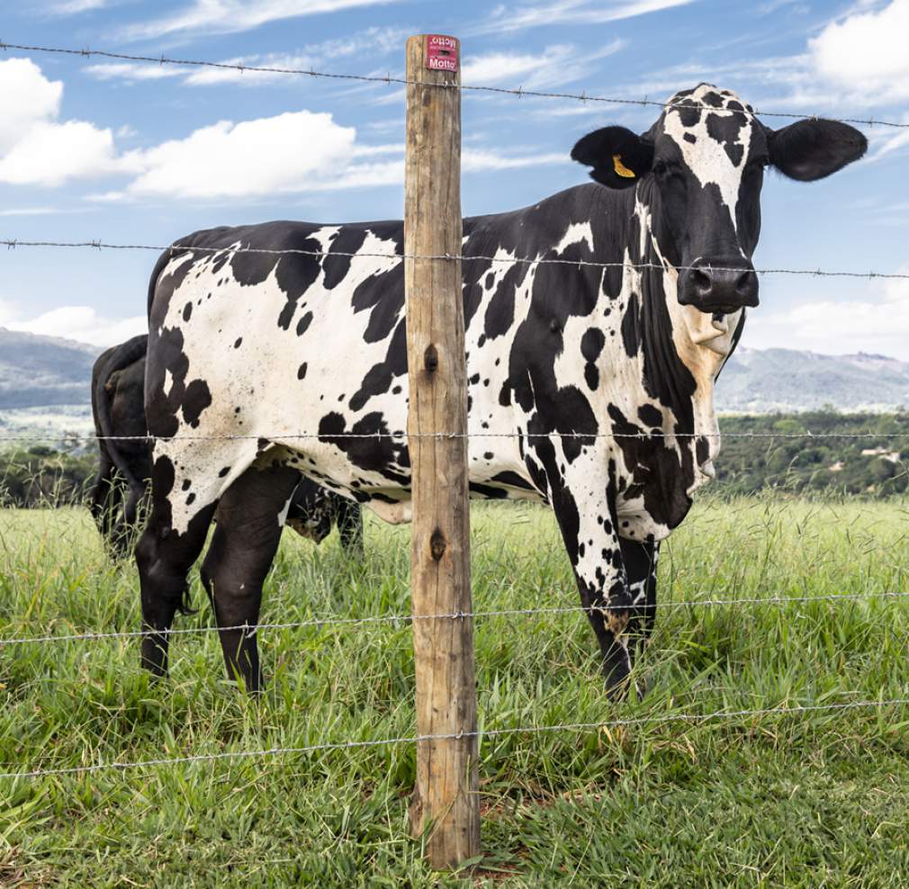 Pasto bem cercado contribui com a produtividade da pecuária leiteira, diz analista da Belgo Bekaert
