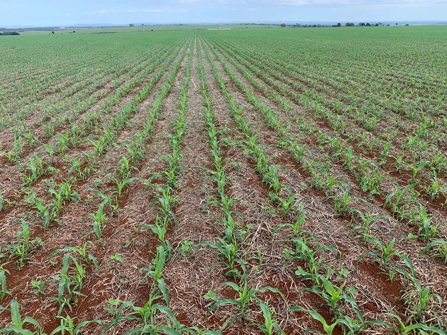 Saiba como driblar as previsões climáticas e a escassez de insumos que podem afetar a safrinha do milho