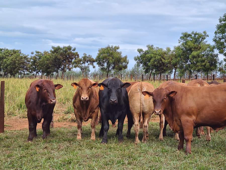 AIC-MTN-Safra-de-touros-Montana-e-avaliada-com-novo-indice-de-selecao-foto-divulgacao