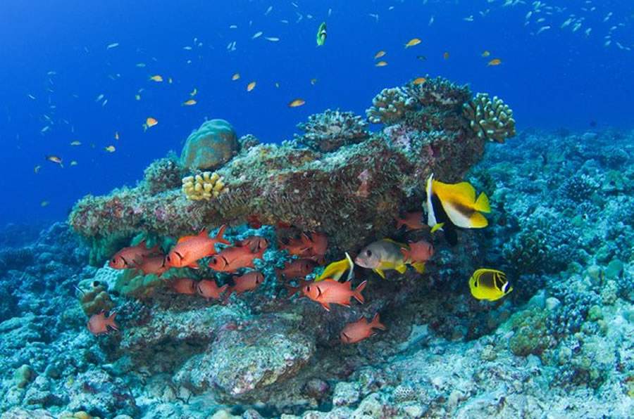 O mar que circunda as Ilhas de Seychelles abriga uma diversidade de peixes multicoloridos. - Foto por: Chris Mason