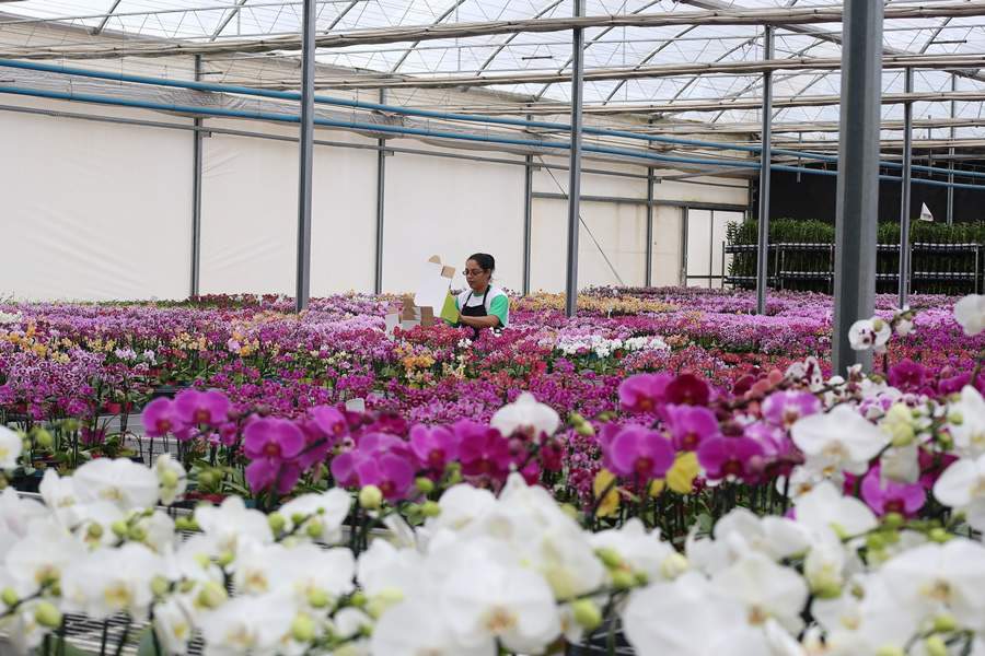   Produção de orquídeas, uma das flores mais procuradas no Dia da Mulher - Divulgação
