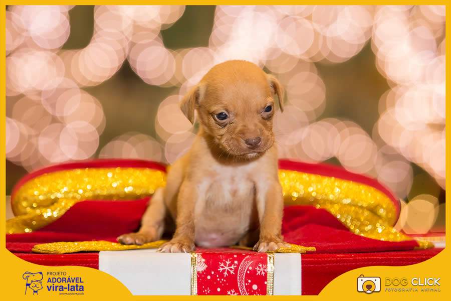 Feira on-line para ado&ccedil;&atilde;o de c&atilde;es e gatos vai at&eacute; 13 de janeiro