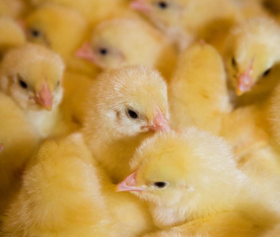 Desempenho ao longo da vida das aves é ditado pelos cuidados na fase inicial