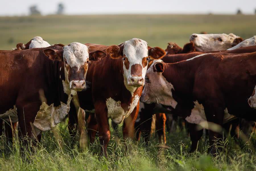 “Controle dos parasitas em bovinos nunca pode ser deixado em segundo plano”, afirma especialista