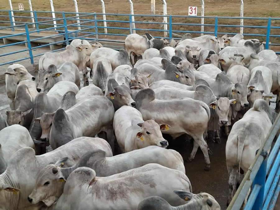 Senador Canedo (GO) se prepara para avaliar 900 animais no Circuito Nelore de Qualidade 2023