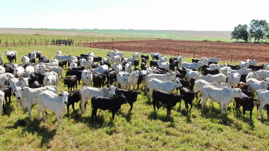 Impacto da qualidade do sêmen sobre a fertilidade a campo em bovinos