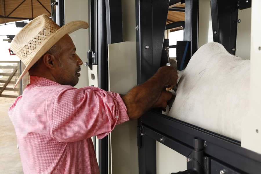 10 dicas para um bom manejo na vacina&ccedil;&atilde;o