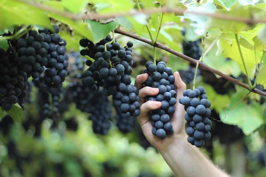 Legenda da foto (crédito - Michele B. Rosso) - Combinação de clima, solo, temperatura e umidade resulta em uvas com menor teor de acidez em Bituruna