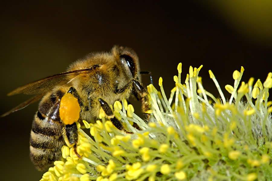 As abelhas e o agronegócio