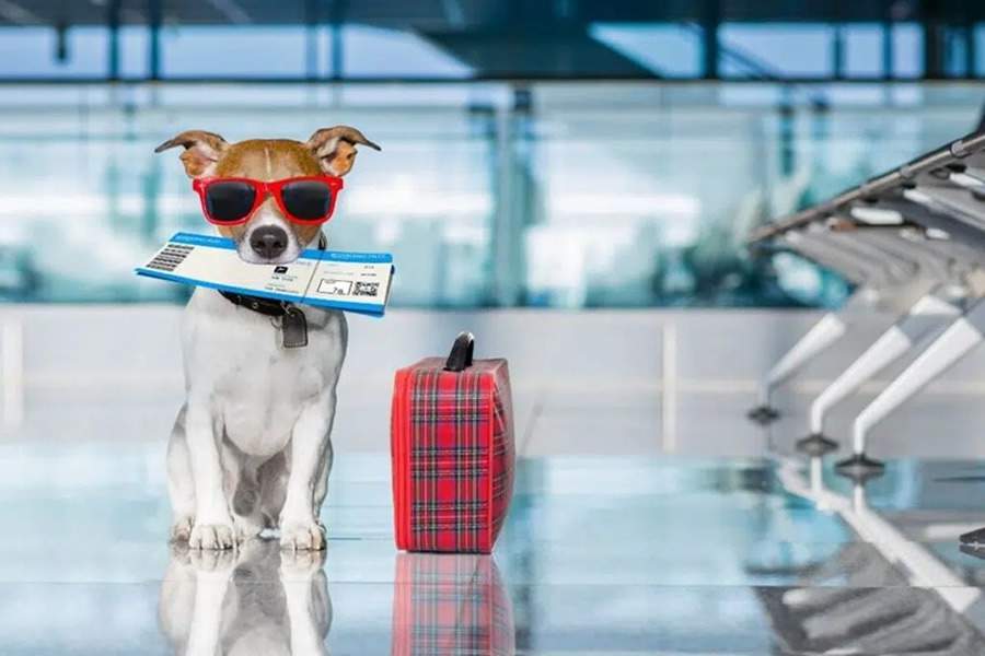 Viagem com pet cresce e levanta alerta para custos veterin&aacute;rios no exterior