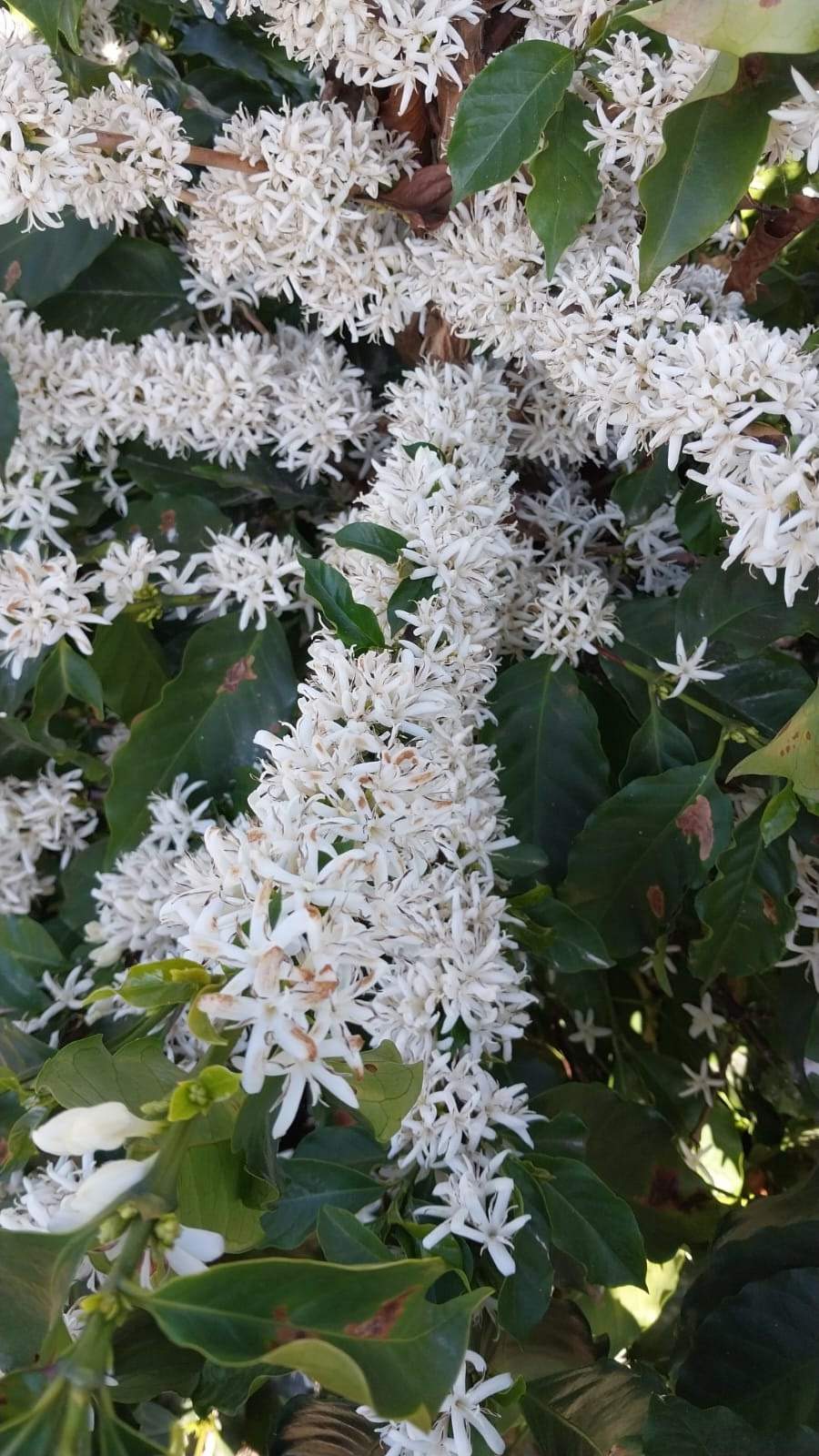 Irrigação Localizada assegura florada em regiões produtoras de café