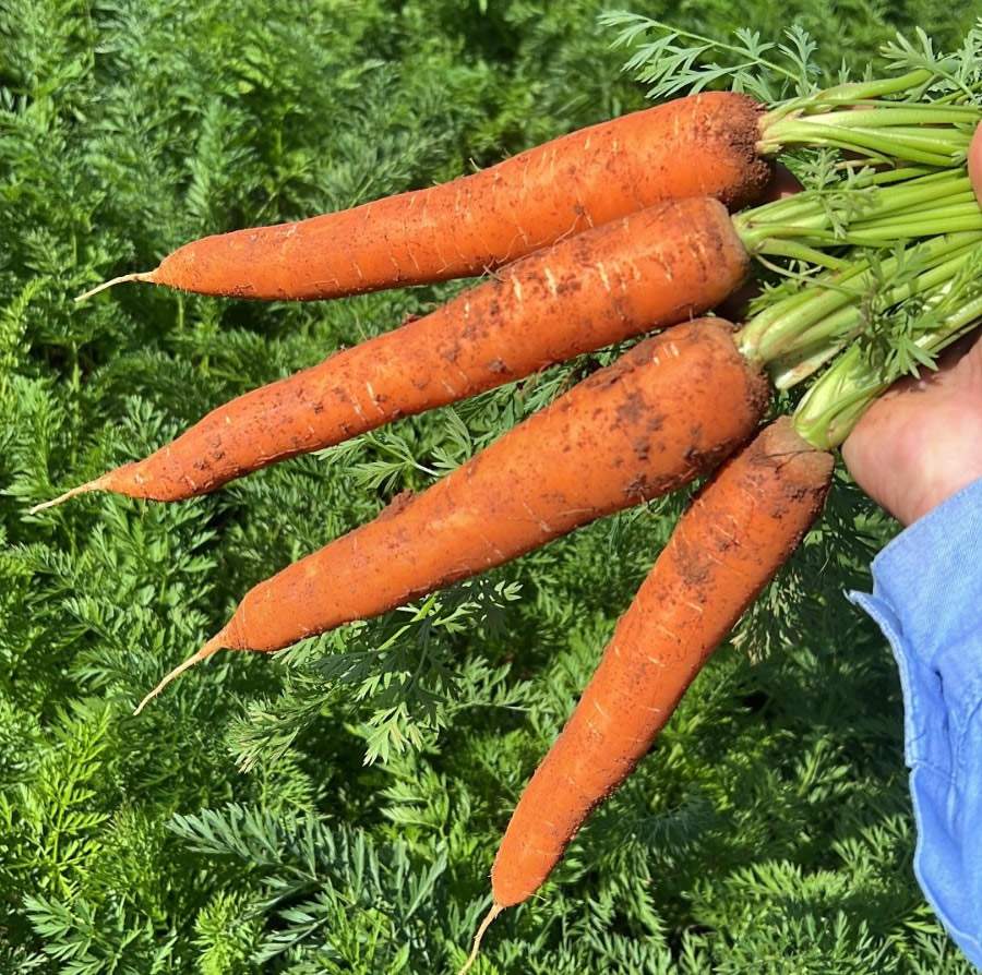  &nbsp;  Cenoura de inverno Pandora F1, da TSV Sementes - Agristar do Brasil