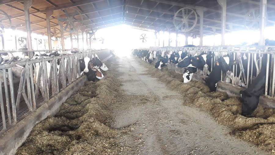 Pecuarista de Carambeí (PR) evolui sua produtividade leiteira com as Soluções Descarte Zero do Programa Vetoquinol Resolve.