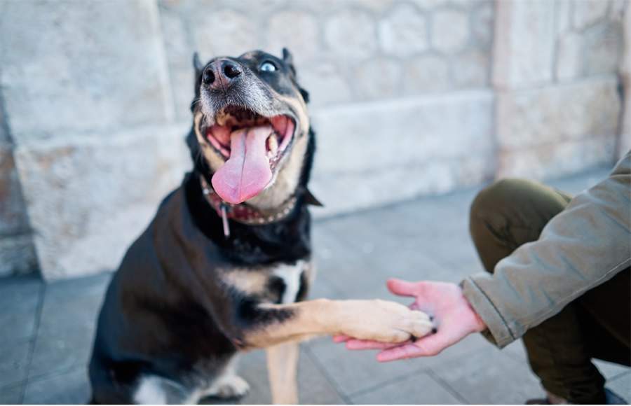 Condomínios e animais: como estabelecer convivência harmoniosa