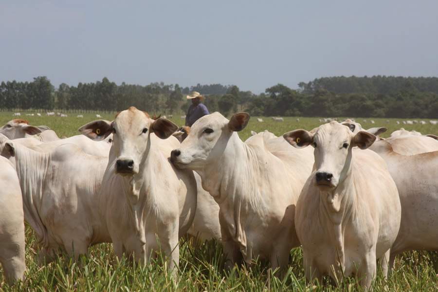 Seleção CV Nelore Mocho oferece 950 animais a preços fixos
