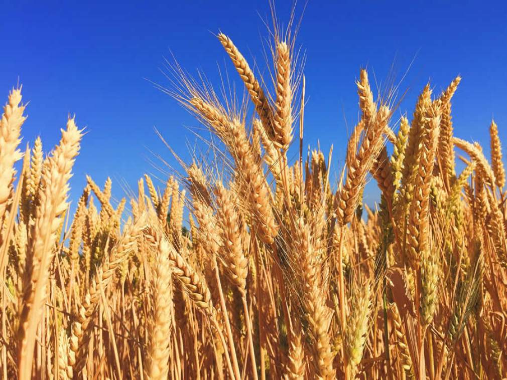 Dia do trigo: descubra como o segundo tipo de alimento mais consumido do mundo conquistou o mercado cervejeiro