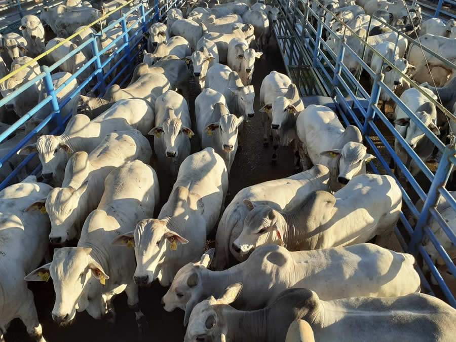 Circuito Nelore de Qualidade chega a Mozarlândia em sua 17ª etapa