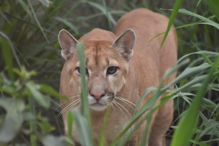 Imagem de Joares May/Instituto Ampara Animal