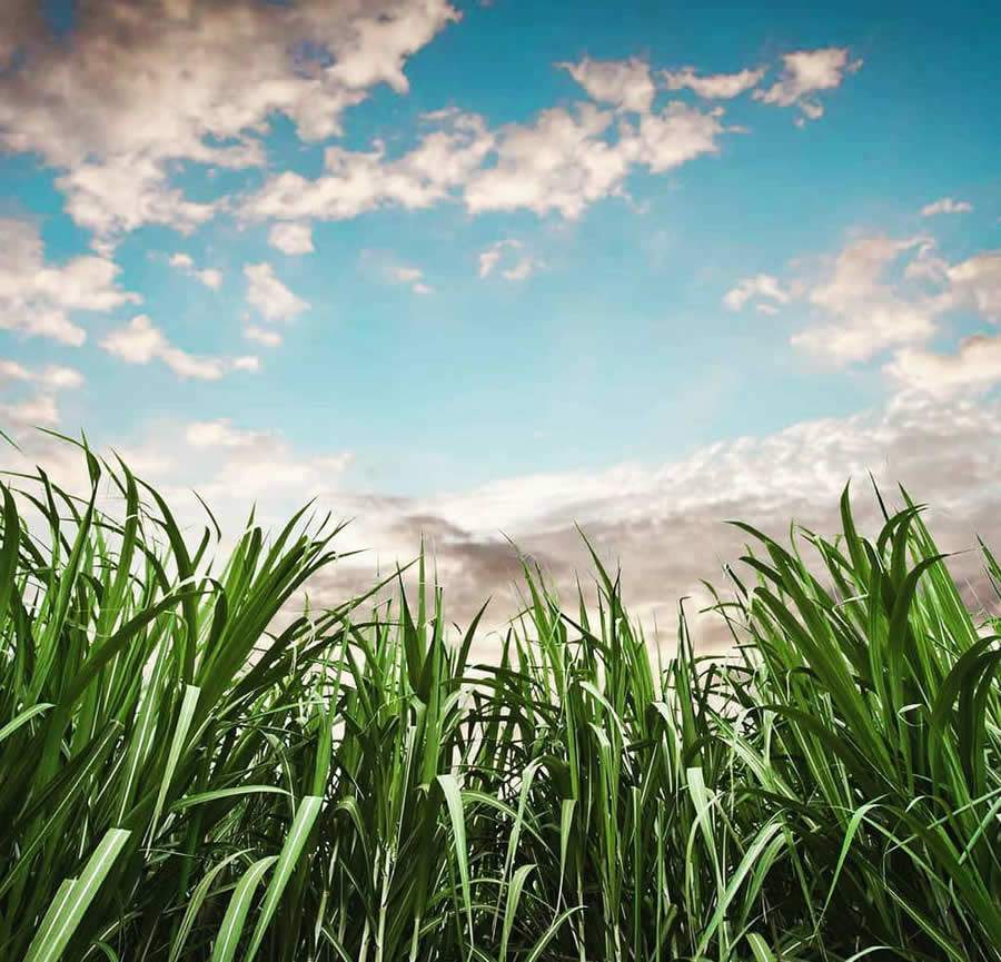 Crédito: Divulgação