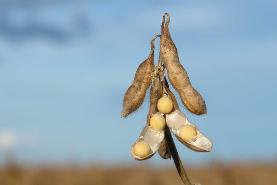 FMC divulga soluções inovadoras para soja e cana-de-açúcar durante a Coplacampo