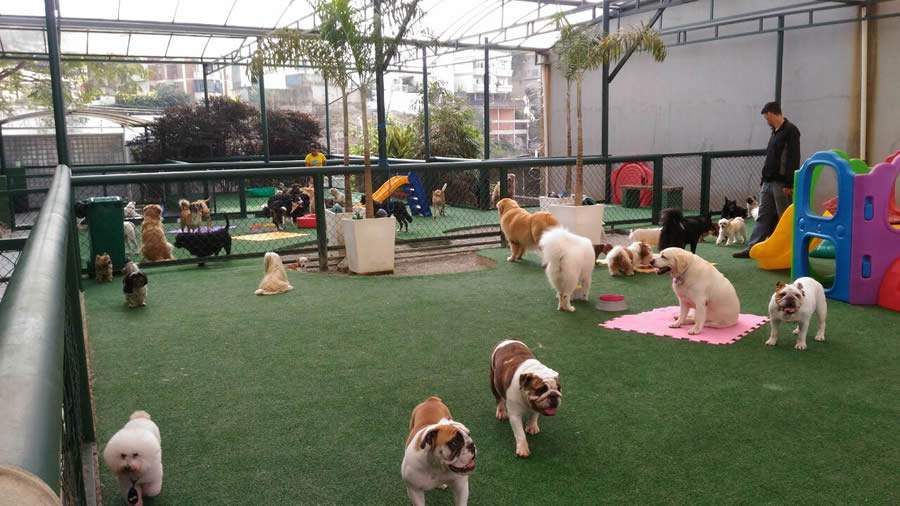 Como escolher o local ideal para deixar o seu pet?