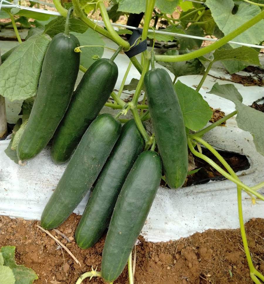 Pepino Robusto F1 - Agristar do Brasil