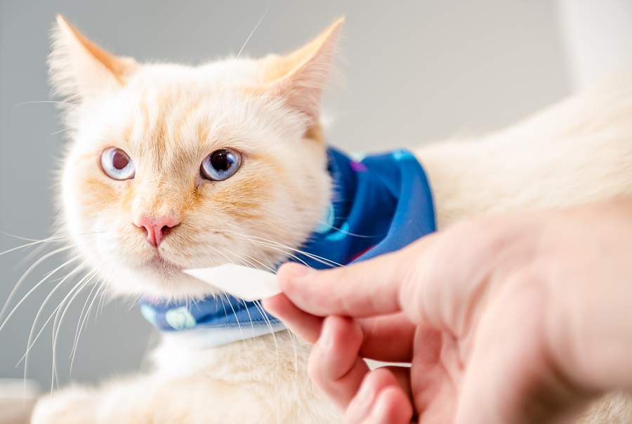 O filme oral &eacute; uma forma farmac&ecirc;utica que facilita a administra&ccedil;&atilde;o de medicamentos para os felinos - Priscilla Fiedler