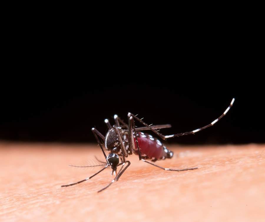 Casos de dengue já passam de 700 mil só neste começo de ano e medidas simples, como cuidar do seu jardim, podem ser um bom impeditivo para proliferação do mosquito