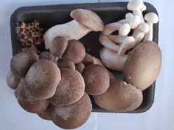 Além dos pratos vegetarianos: cogumelo ganha status de ingrediente principal no cardápio