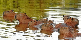  Capivaras no Lago Paranoá