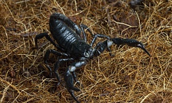 Altas temperaturas favorecem o aparecimento de escorpiões - Crédito: Divulgação/Freepik